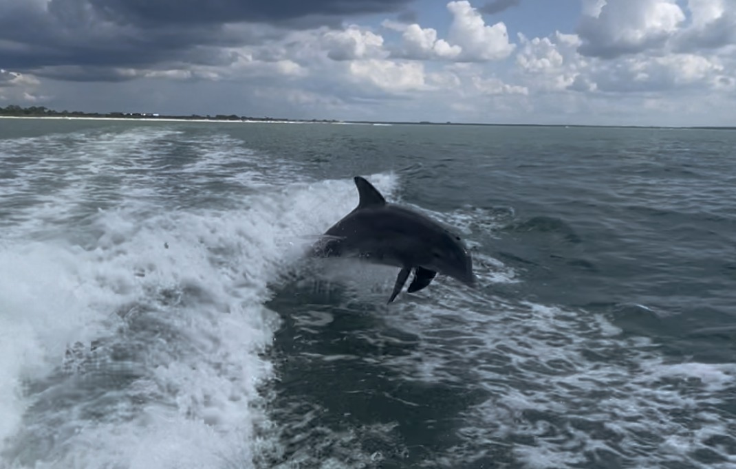 Dolphin Encounters